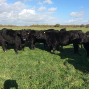 Aberdeen Angus Cattle