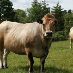 Aubrac cattle