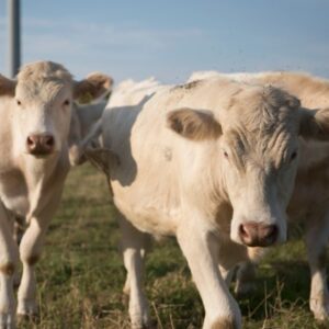 Charolais cattle