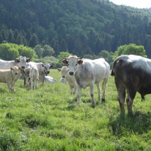 Gascon cattle