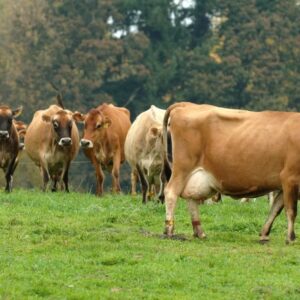 Jersey Diary Cattle