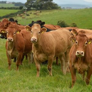 Limousin cattle