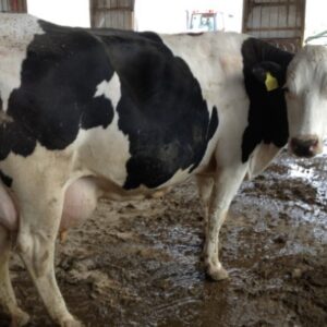 Holstein heifers