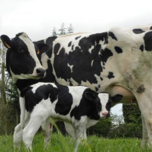 Prim'Holstein