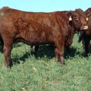 Salers cattle